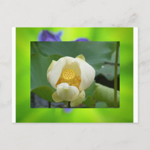 Postal Flor de Lotus