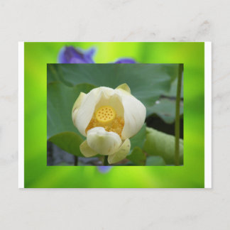 Postal Flor de Lotus