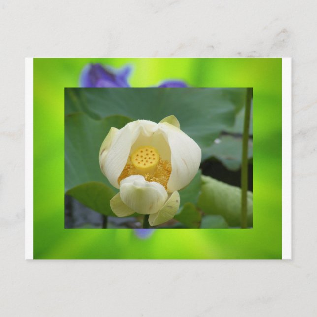 Postal Flor de Lotus (Anverso)