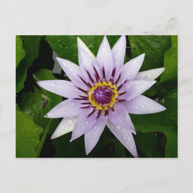 Postal Flor de Lotus (Anverso)