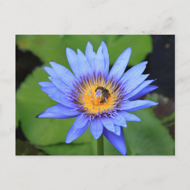 Postal Flor de Lotus (Anverso)