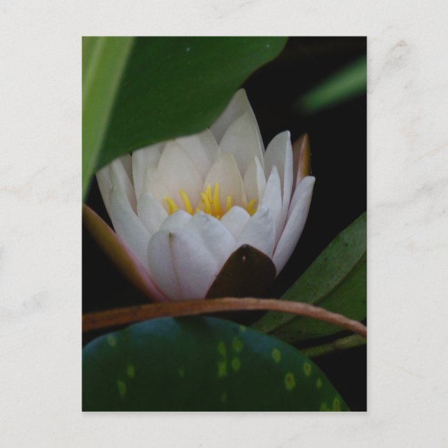 Postal Flor de Lotus (Anverso)