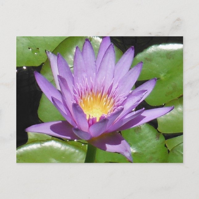 Postal Flor de Lotus (Anverso)