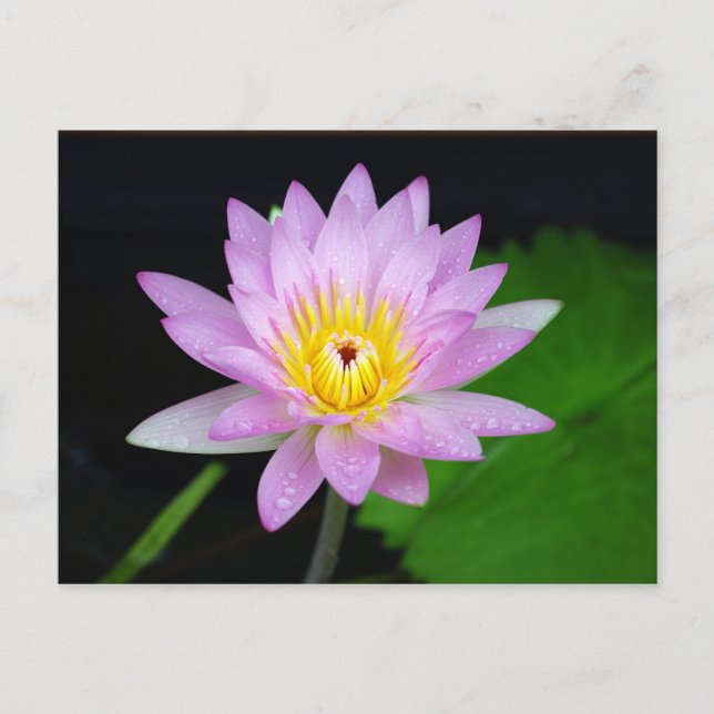 Postal Flor de Lotus (Anverso)