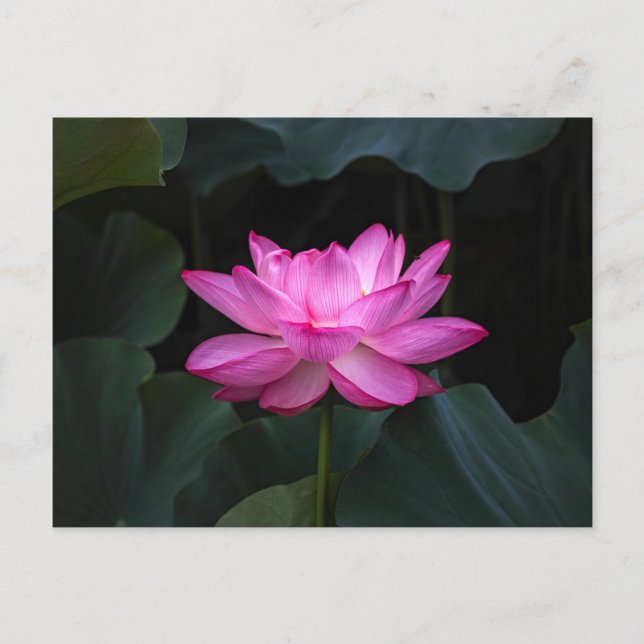 Postal Flor de Lotus (Anverso)