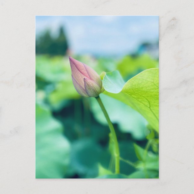 Postal Flor de Lotus (Anverso)