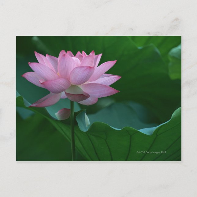 Postal Flor de Lotus (Anverso)