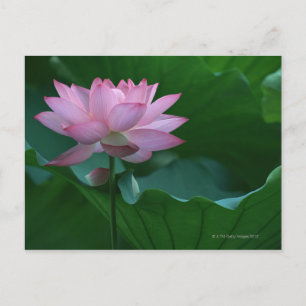 Postal Flor de Lotus