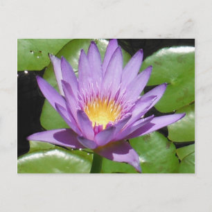 Postal Flor de Lotus