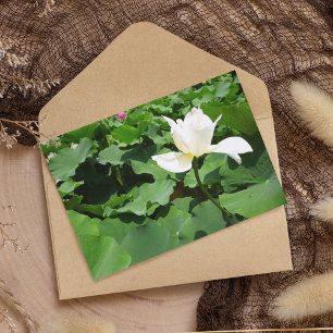 Postal Flor de Lotus blanco