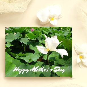 Postal Flor de Lotus blanco