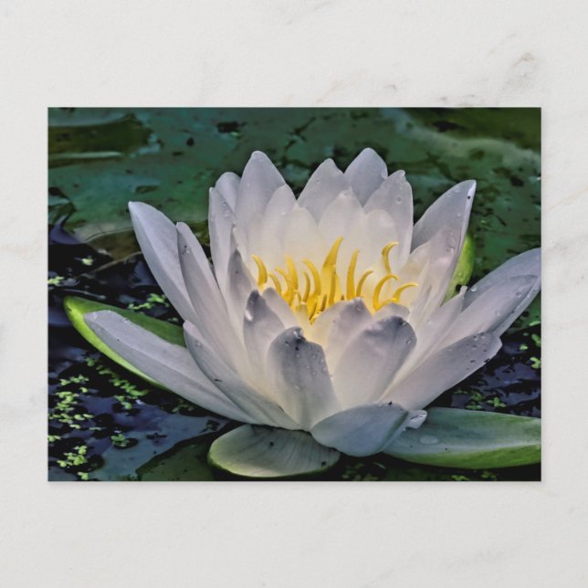 Postal Flor de Lotus blanco brillante (Anverso)