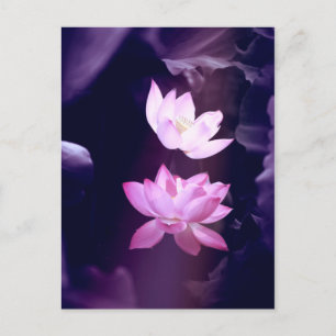Postal Flor de Lotus en flor
