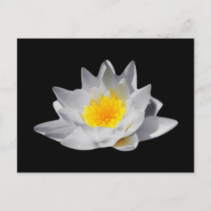 Postal Flor de Lotus (fondo negro)