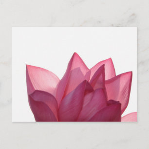 Postal Flor de Lotus [Nelumbio speciosum] en su totalidad