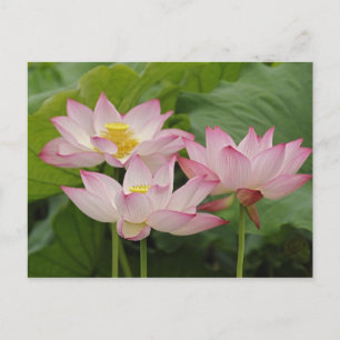Postal Flor de Lotus, Nelumbo nucifera, China 2