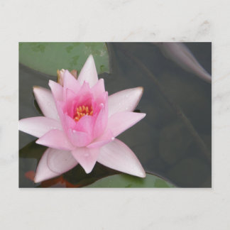 Postal Flor de Lotus/Waterlily