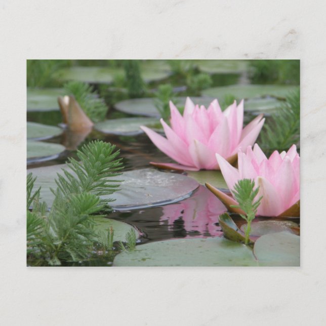 Postal Flor de Lotus/Waterlily (Anverso)