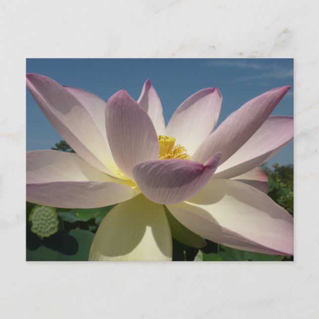 Postal Flor de Lotus y cielo azul I (Anverso)