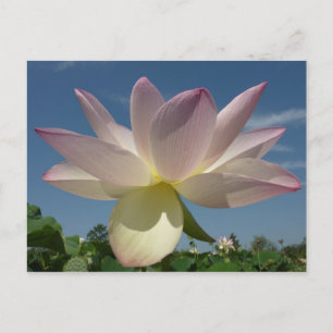 Postal Flor de Lotus y cielo azul II