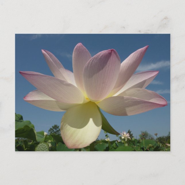 Postal Flor de Lotus y cielo azul II (Anverso)