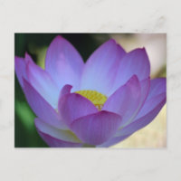 Flor de Lotus y su significado
