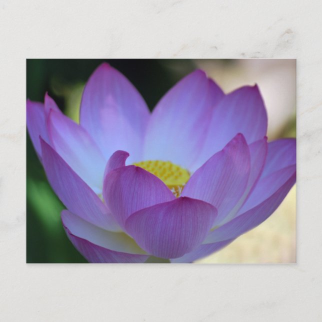 Postal Flor de Lotus y su significado (Anverso)