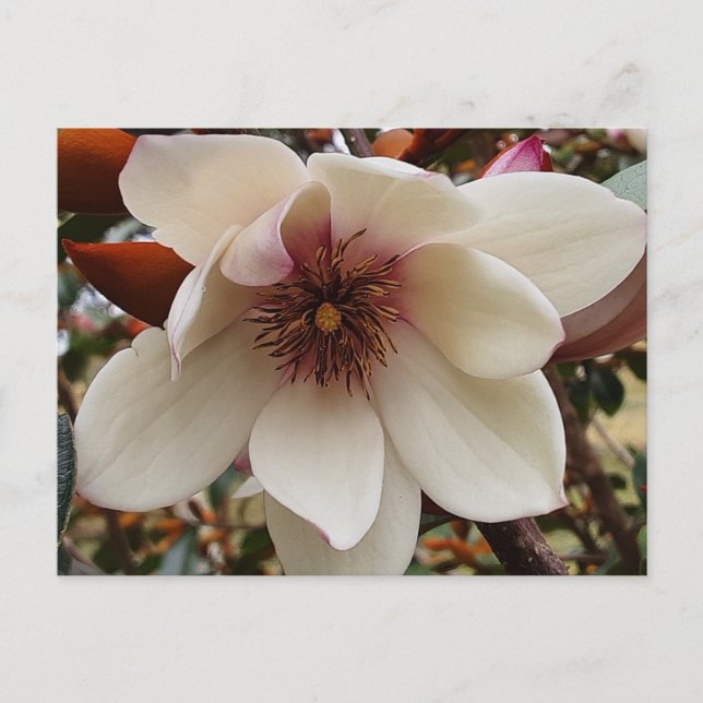 Postal Flor de magnolia (Anverso)