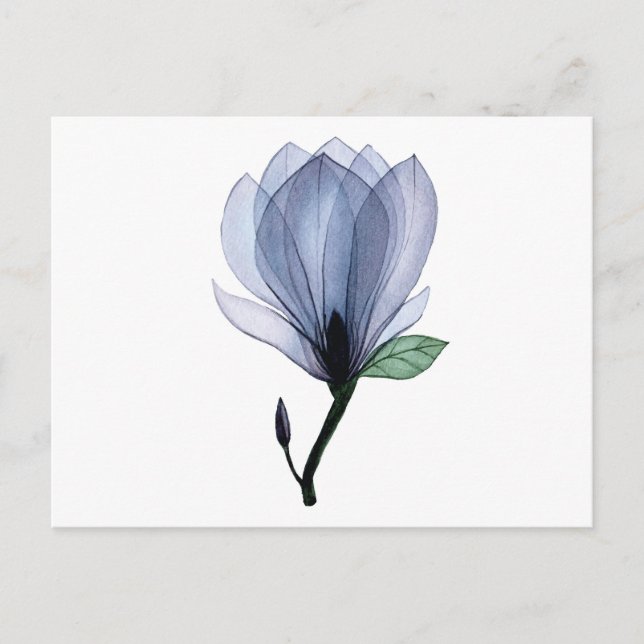 Postal Flor de magnolia (Anverso)