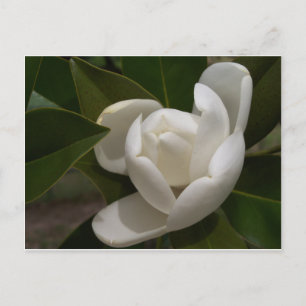 Postal Flor de magnolia blanca cremosa
