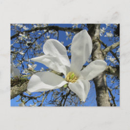 Postal Flor de magnolia blanca en el árbol.