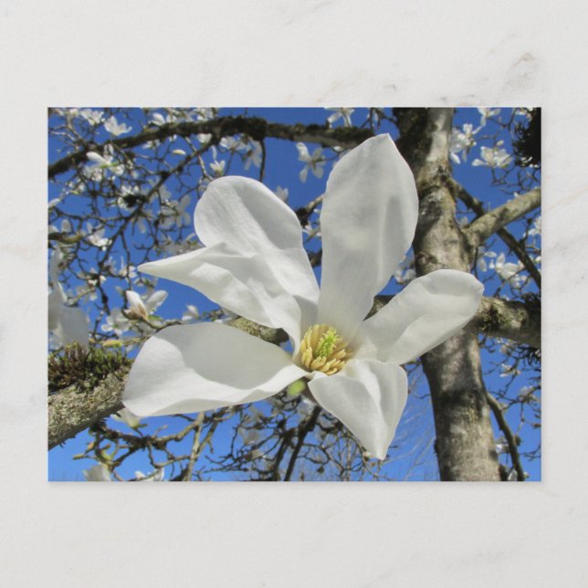 Postal Flor de magnolia blanca en el árbol. (Anverso)