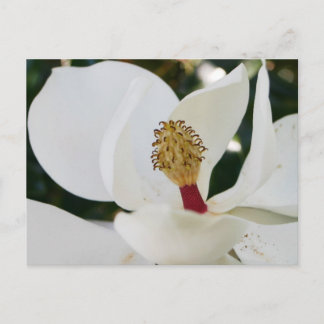 Postal Flor de magnolia del sur blanco floreciendo cerca