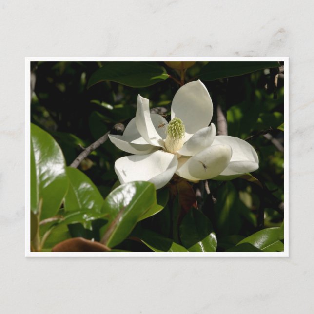 Postal Flor de magnolia fresca (Anverso)