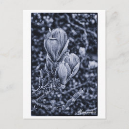 Postal Flor de Magnolia, primavera, brotes desdoblantes /