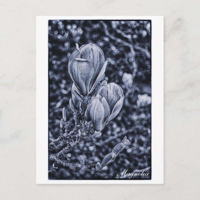 Postal Flor de Magnolia, primavera, brotes desdoblantes / (Anverso)
