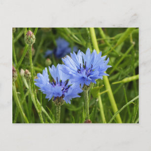 Postal flor de maíz azul