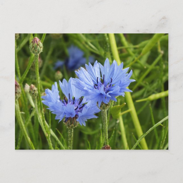 Postal flor de maíz azul (Anverso)