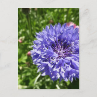 Postal Flor de maíz azul