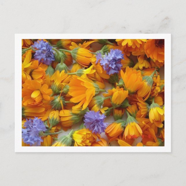 Postal flor de maíz y caléndula (Anverso)