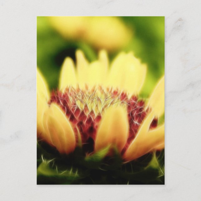 Postal Flor de manta (Anverso)