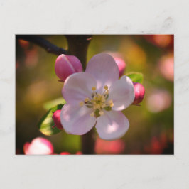 Postal Flor de manzana