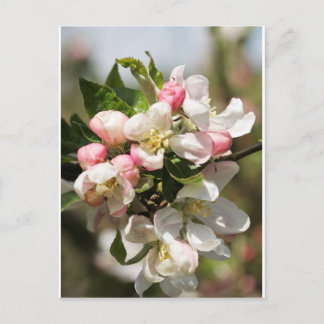 Postal Flor de manzana