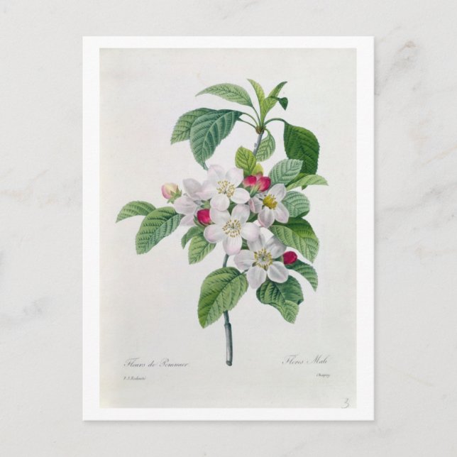 Postal Flor de manzana, de 'Les Choix des Plus Belles' (Anverso)