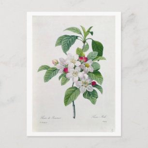 Postal Flor de manzana, de 'Les Choix des Plus Belles'