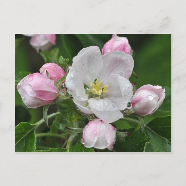 Postal Flor de manzana en la lluvia (Anverso)