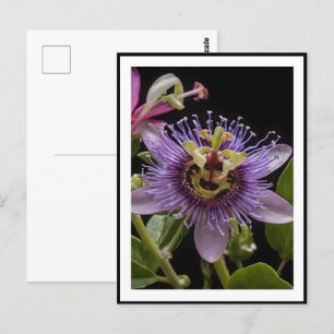 Postal Flor de Maracuyá Morado,
