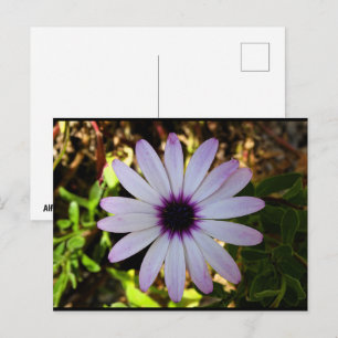 Postal Flor de Margarita Africana Blanca