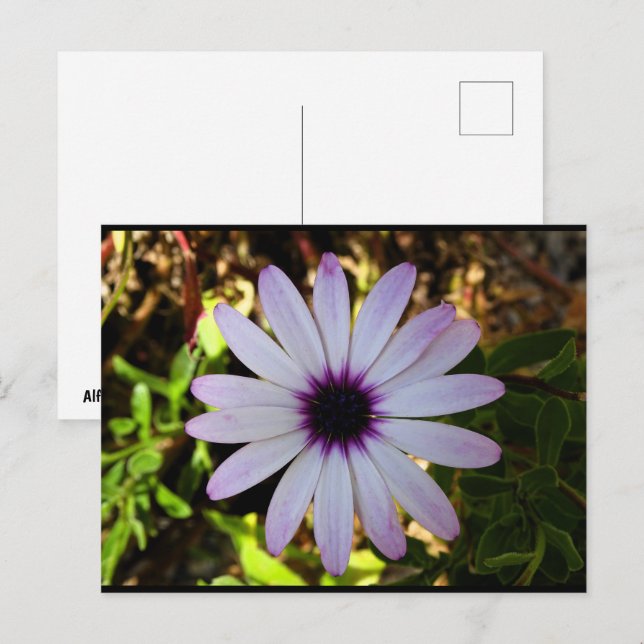 Postal Flor de Margarita Africana Blanca (Anverso / Reverso)
