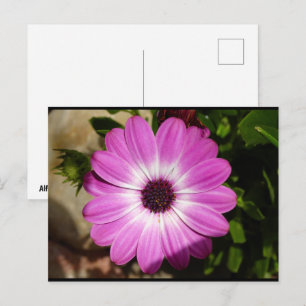 Postal Flor de margarita africana púrpura